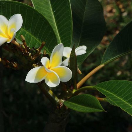 Gite Des Acacias Union Vale 외부 사진