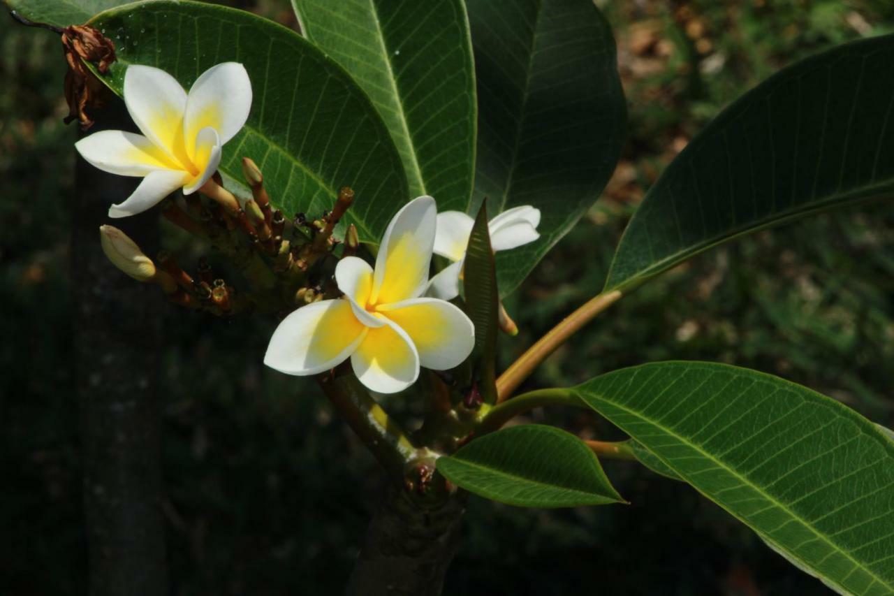 Gite Des Acacias Union Vale 외부 사진
